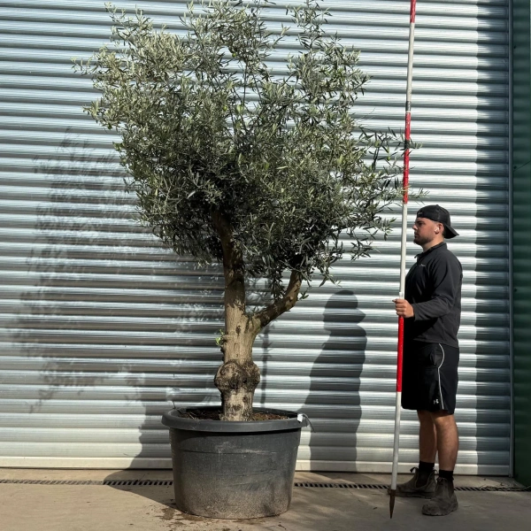 Olive Trees | Old Olive Trees | 22531