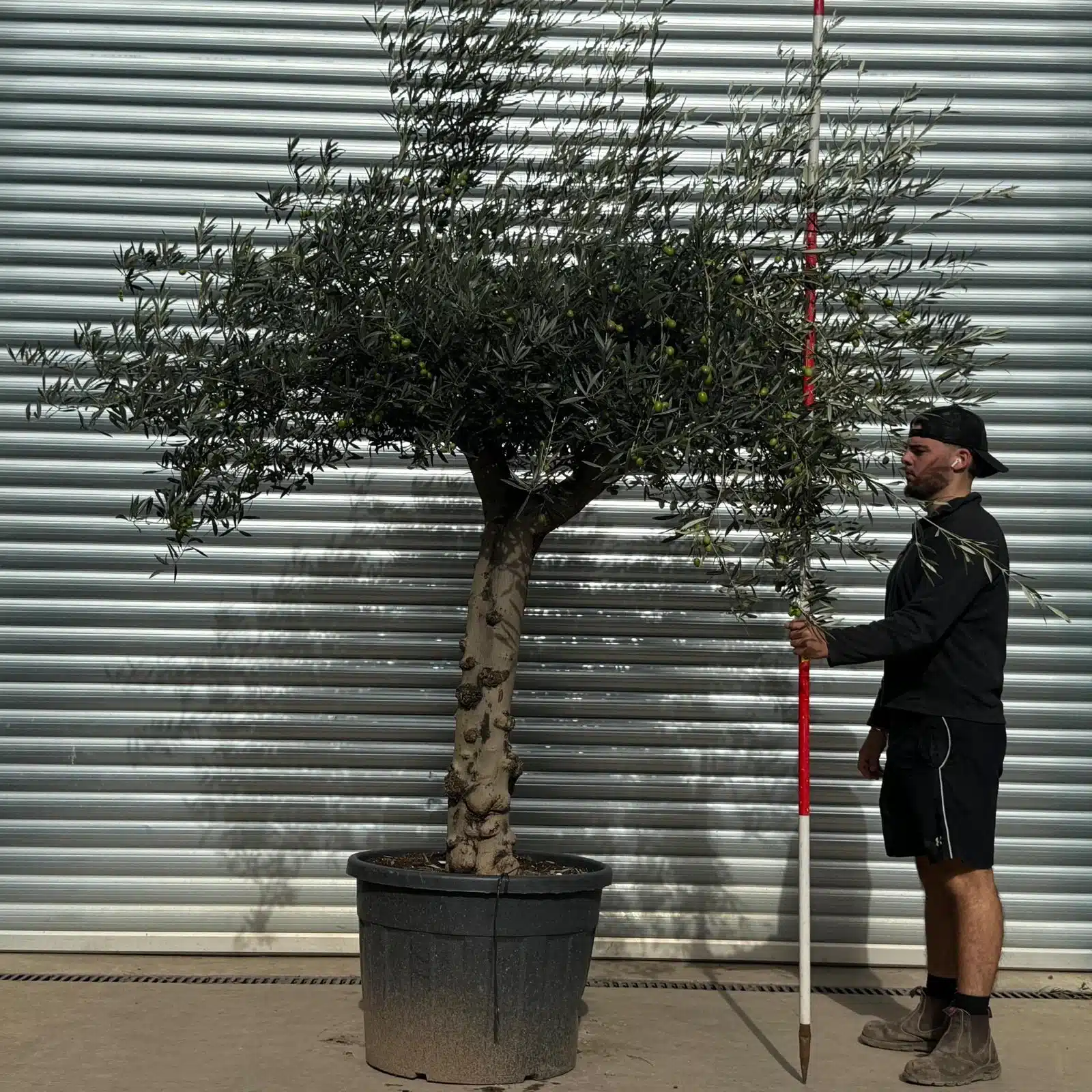 Olive Trees | Old Olive Trees | 22533