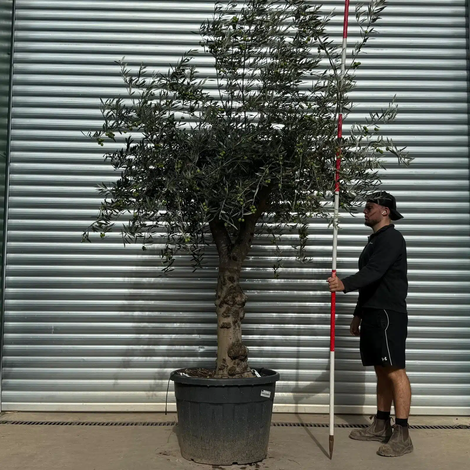 Olive Trees | Old Olive Trees | 22534