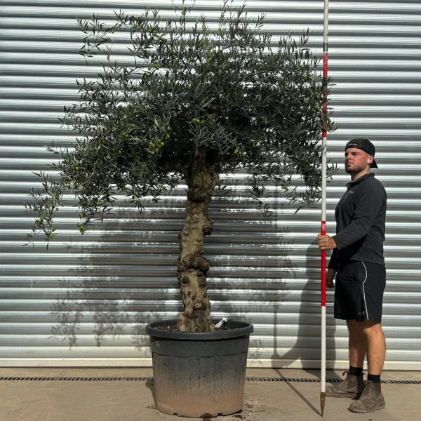 Olive Trees | Old Olive Trees | 22535