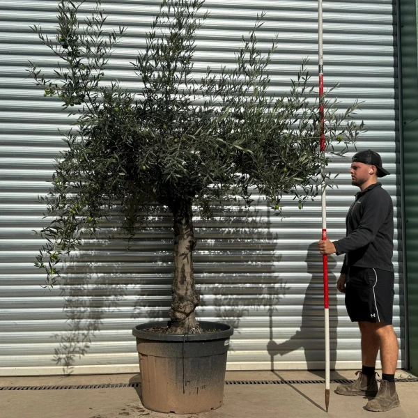 Olive Trees | Old Olive Trees | 22536
