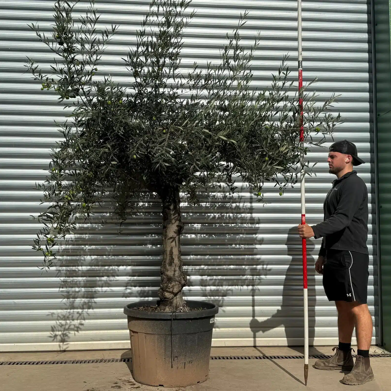 Olive Trees | Old Olive Trees | 22536