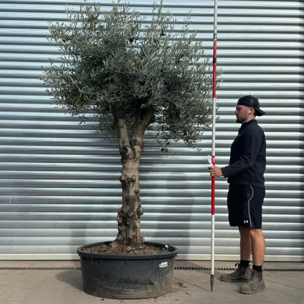 Olive Trees | Gnarly Olive Trees | 22537