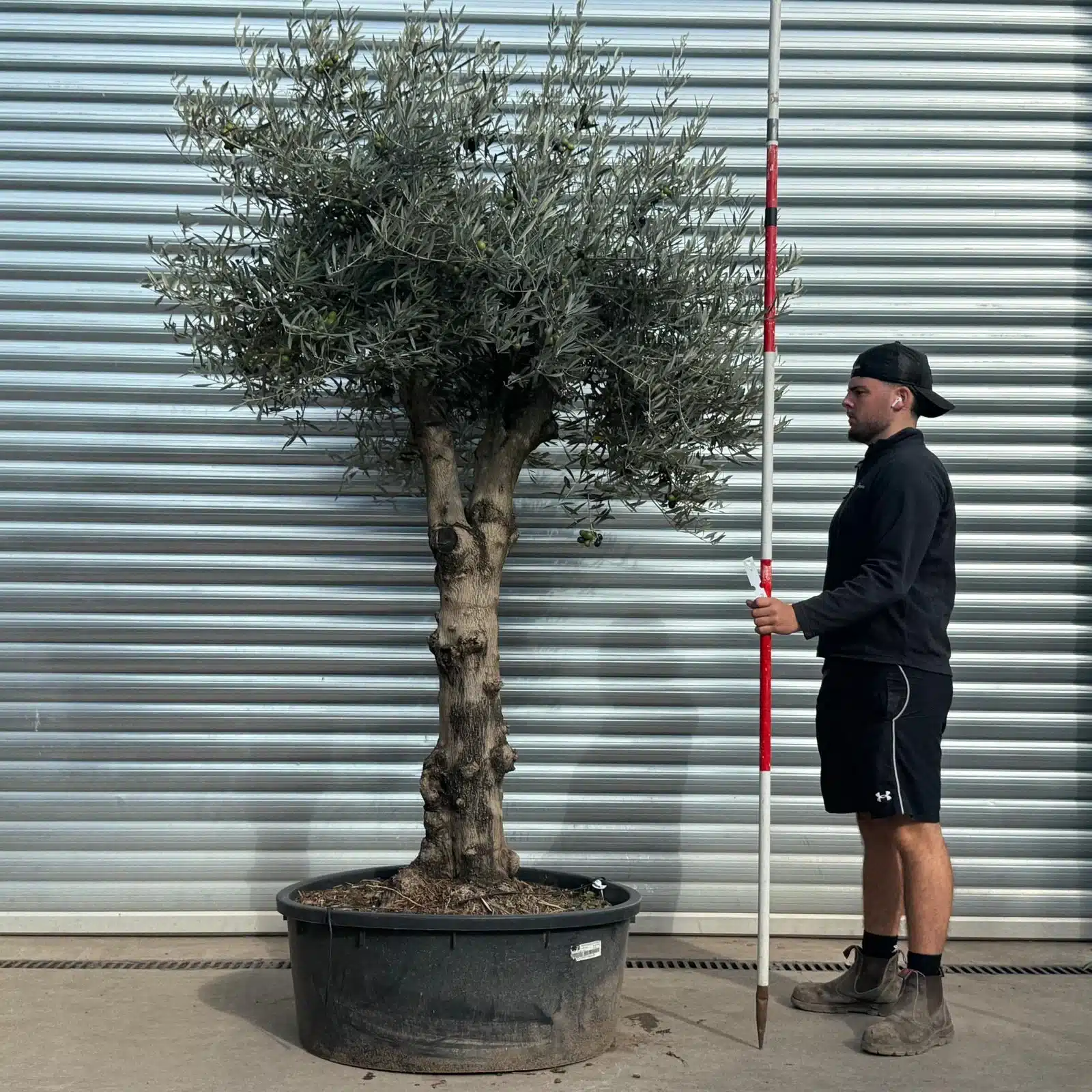 Olive Trees | Gnarly Olive Trees | 22537