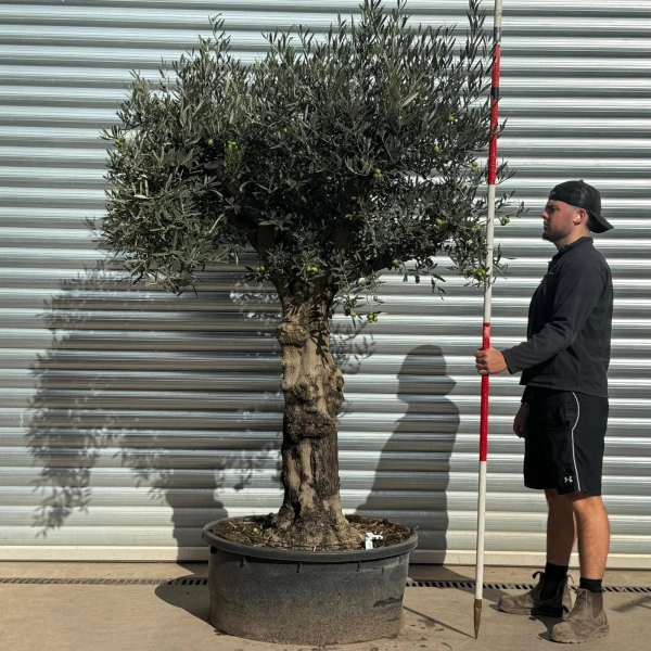 Olive Trees | Gnarly Olive Trees | 22540