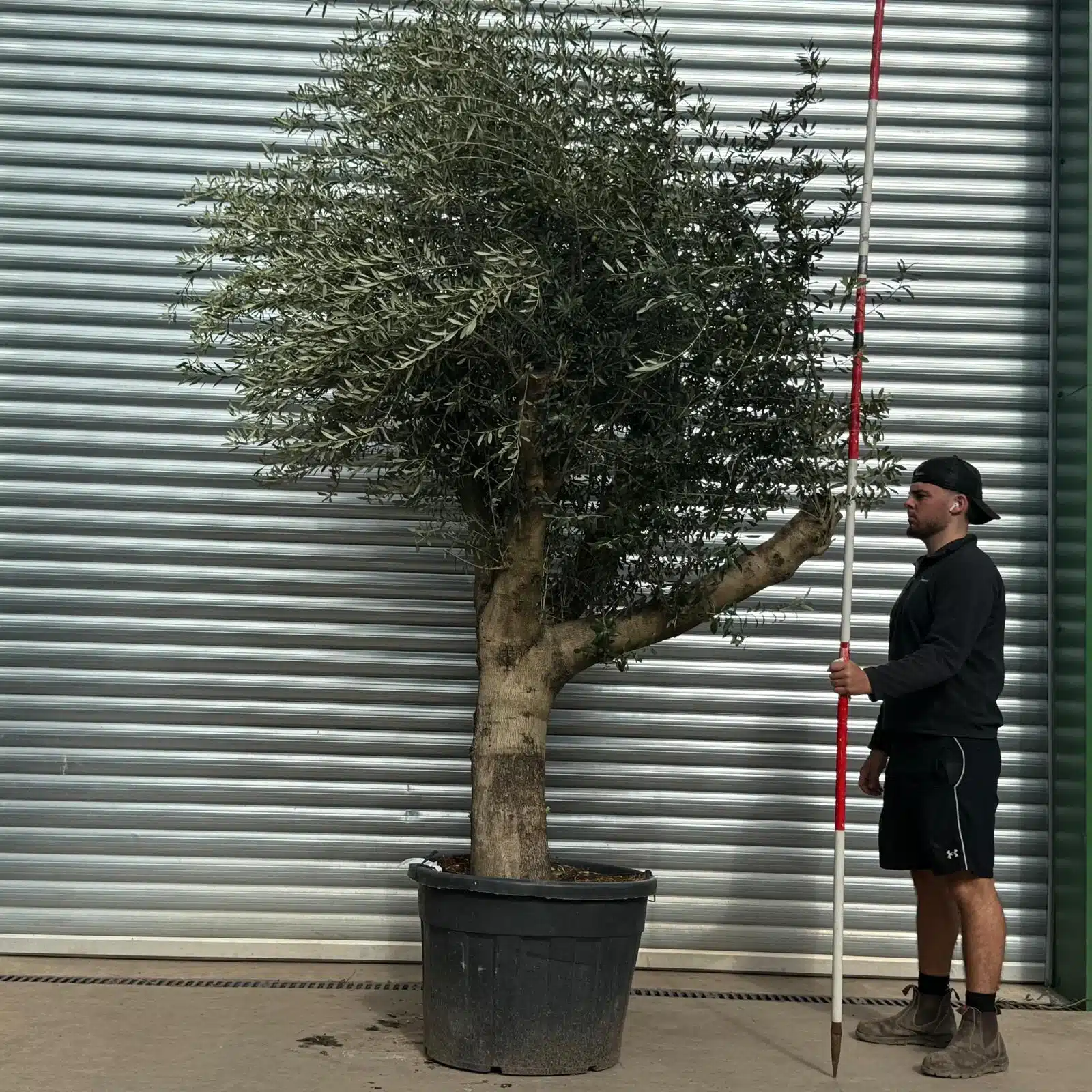 Olive Trees | Branched Olive Trees | 22542