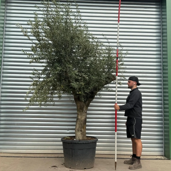 Olive Trees | Branched Olive Trees | 22543