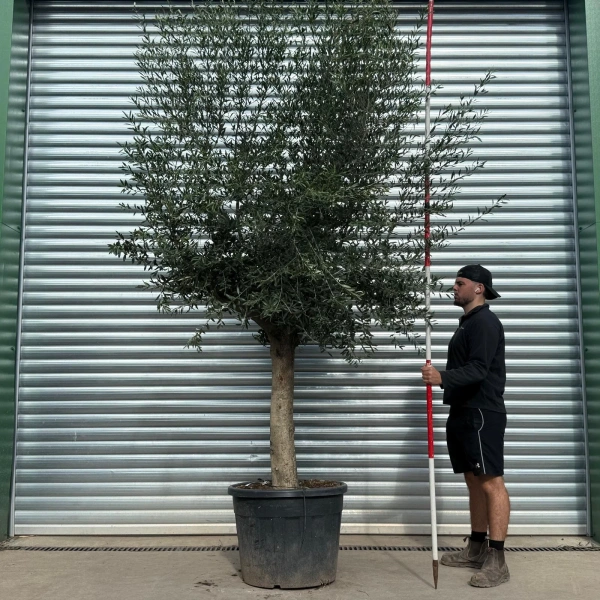 Olive Trees | Mature Olive Trees | 22545