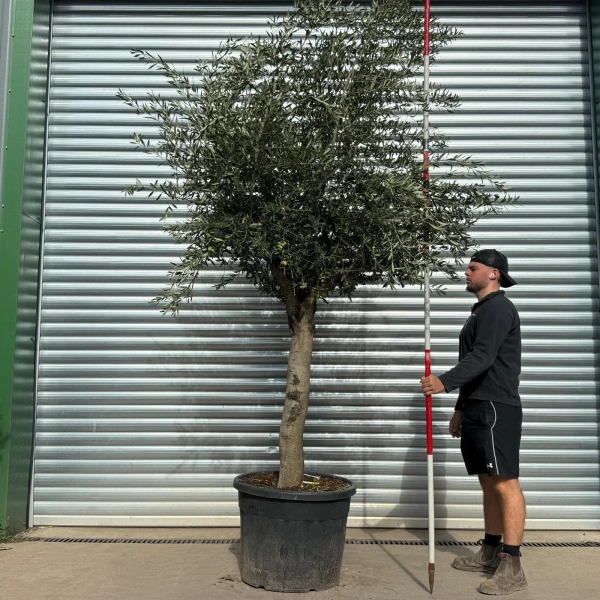 Olive Trees | Mature Olive Trees | 22547