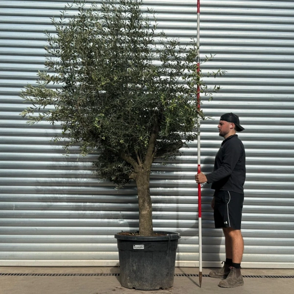Olive Trees | Mature Olive Trees | 22548