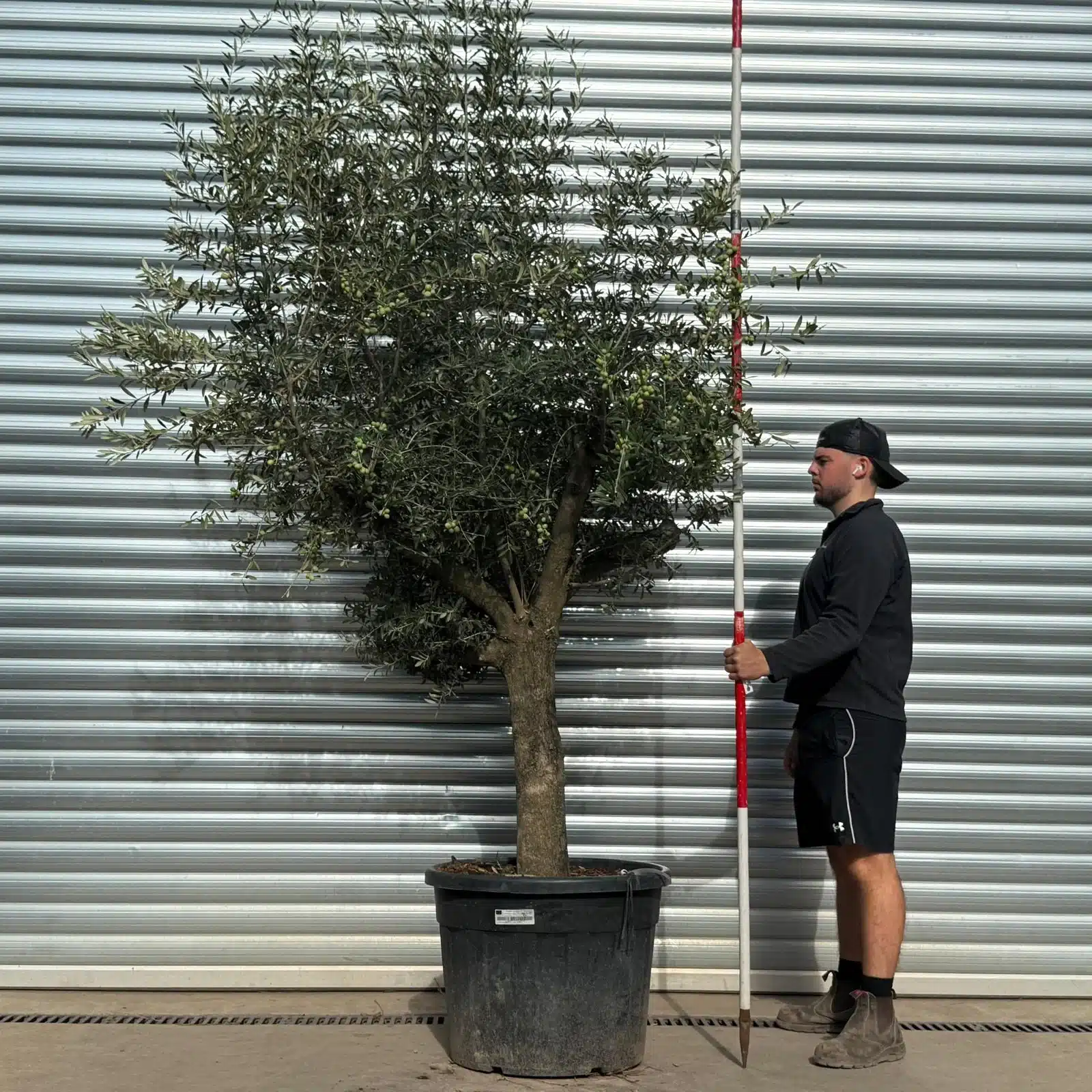 Olive Trees | Mature Olive Trees | 22548 1 Olive Trees | Mature Olive Trees | 22548