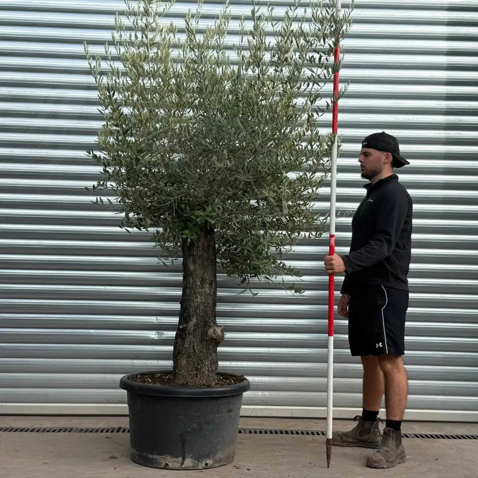 Olive Trees | Gnarly Olive Trees | 22549 1 Olive Trees | Gnarly Olive Trees | 22549