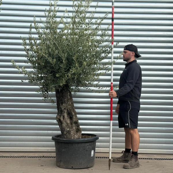 Olive Trees | Gnarly Olive Trees | 22550