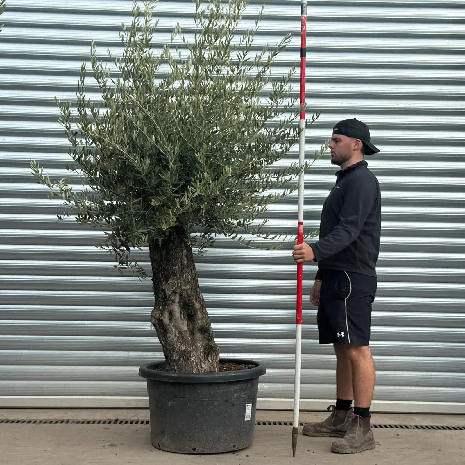 Olive Trees | Gnarly Olive Trees | 22550