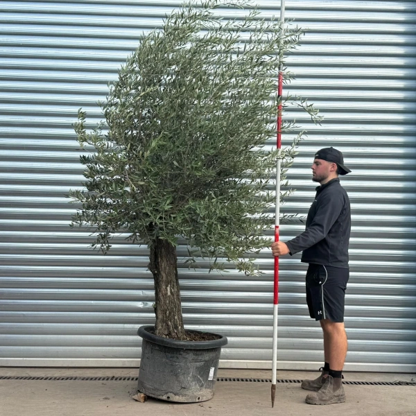 Olive Trees | Gnarly Olive Trees | 22551