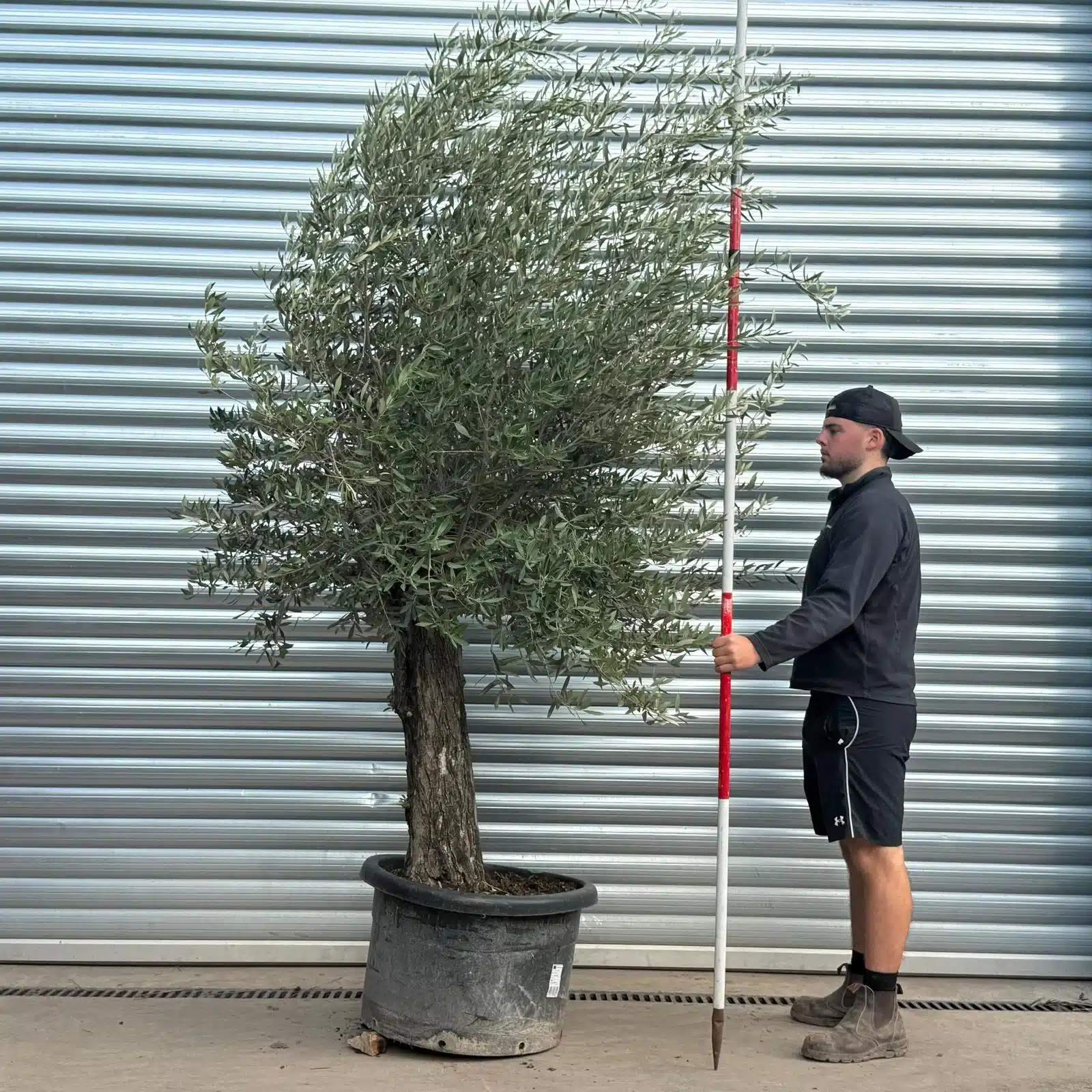 Olive Trees | Gnarly Olive Trees | 22551 1 Olive Trees | Gnarly Olive Trees | 22551