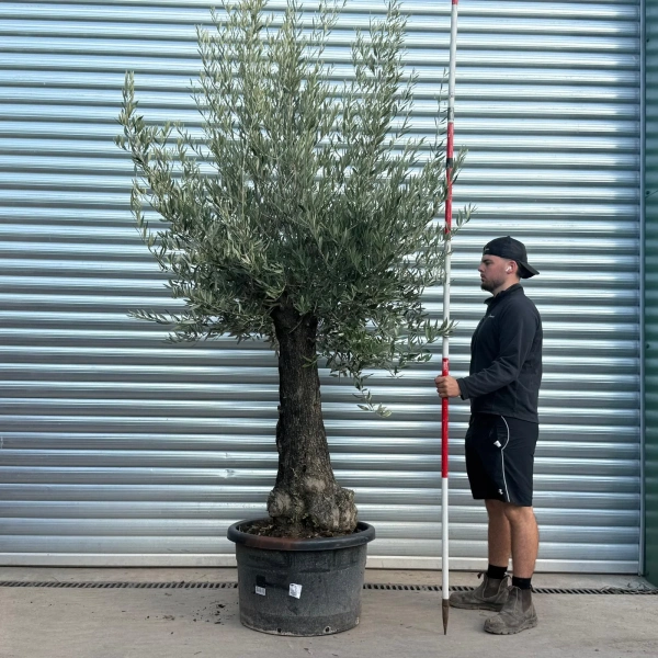 Olive Trees | Gnarly Olive Trees | 22553