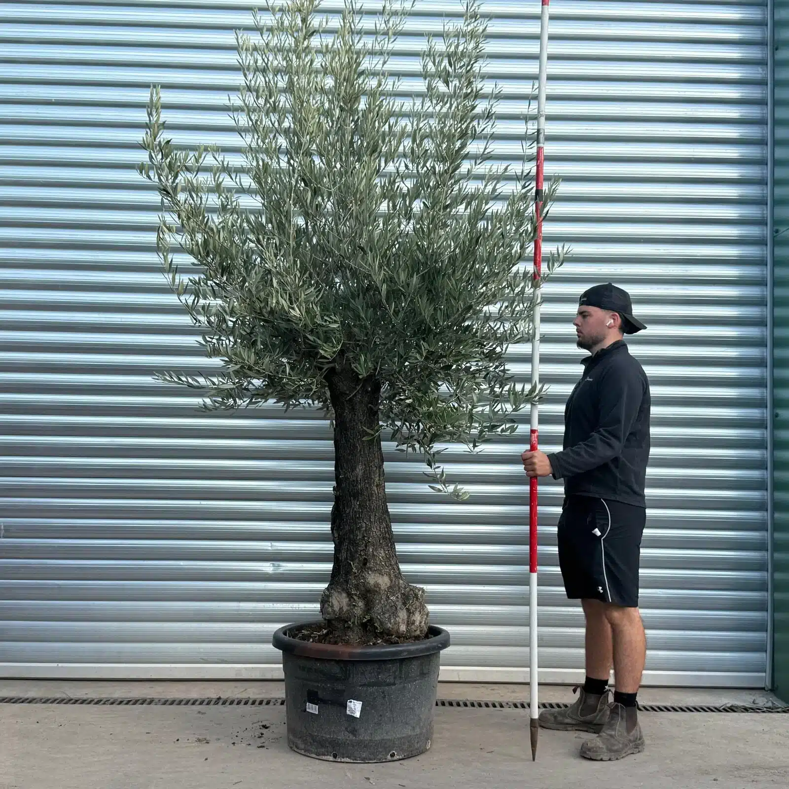 Olive Trees | Gnarly Olive Trees | 22553