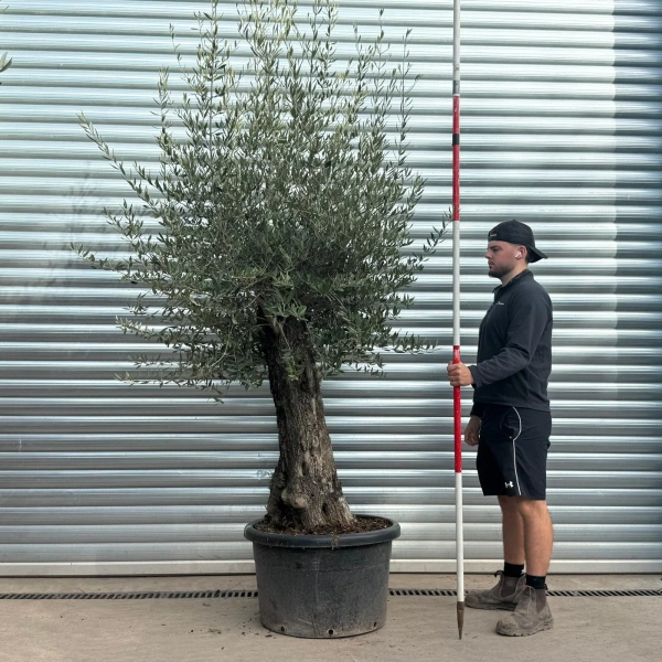 Olive Trees | Gnarly Olive Trees | 22554