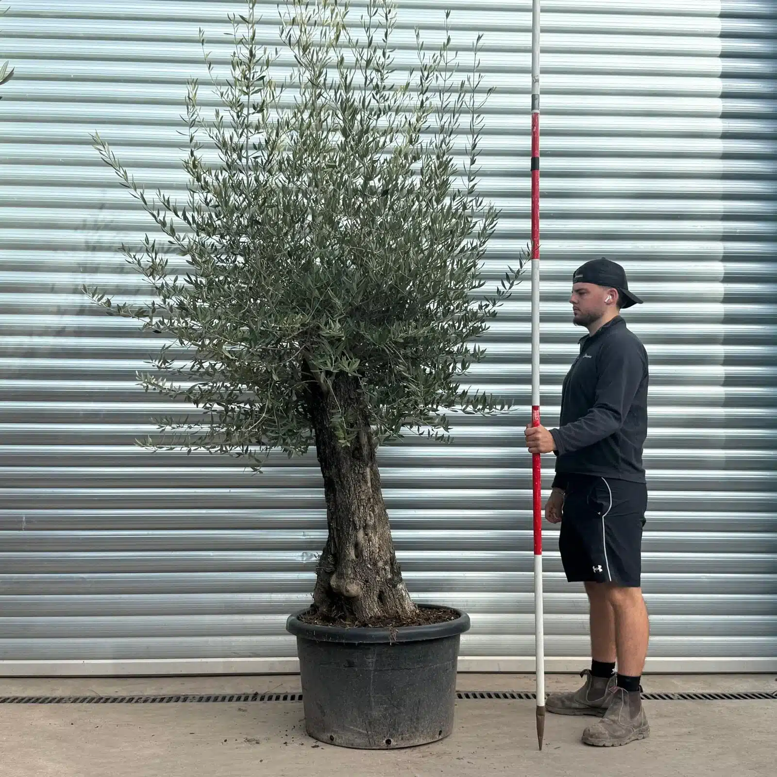 Olive Trees | Gnarly Olive Trees | 22554 1 Olive Trees | Gnarly Olive Trees | 22554