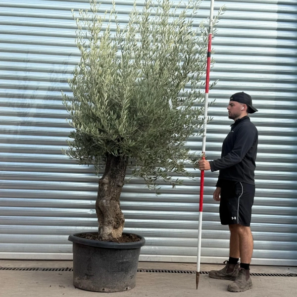 Olive Trees | Gnarly Olive Trees | 22555