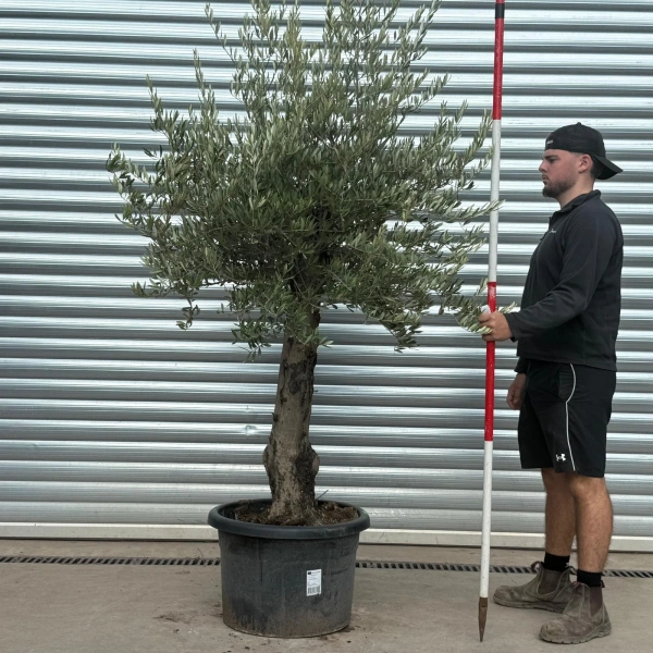 Olive Trees | Gnarly Olive Trees | 22559
