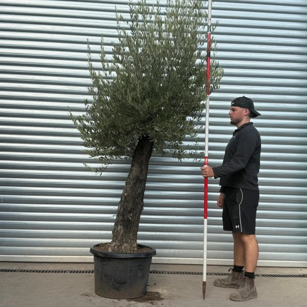 Olive Trees | Gnarly Olive Trees | 22560