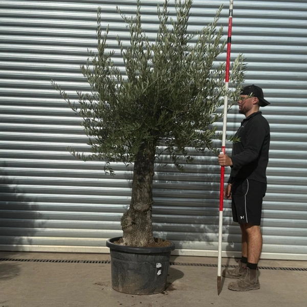 Olive Trees | Gnarly Olive Trees | 22561