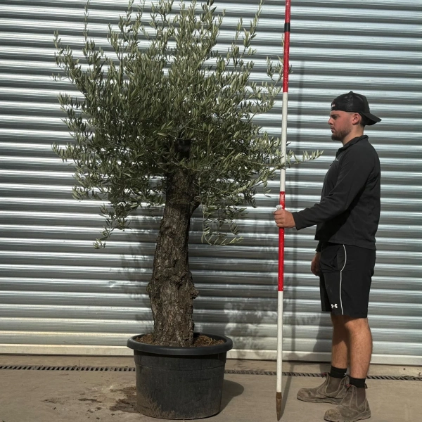 Olive Trees | Gnarly Olive Trees | 22562