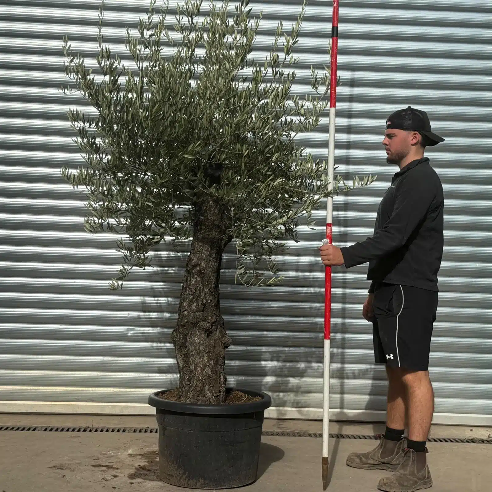 Olive Trees | Gnarly Olive Trees | 22562
