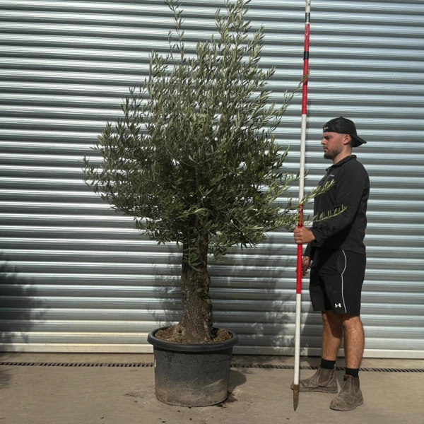 Olive Trees | Old Olive Trees | 22563