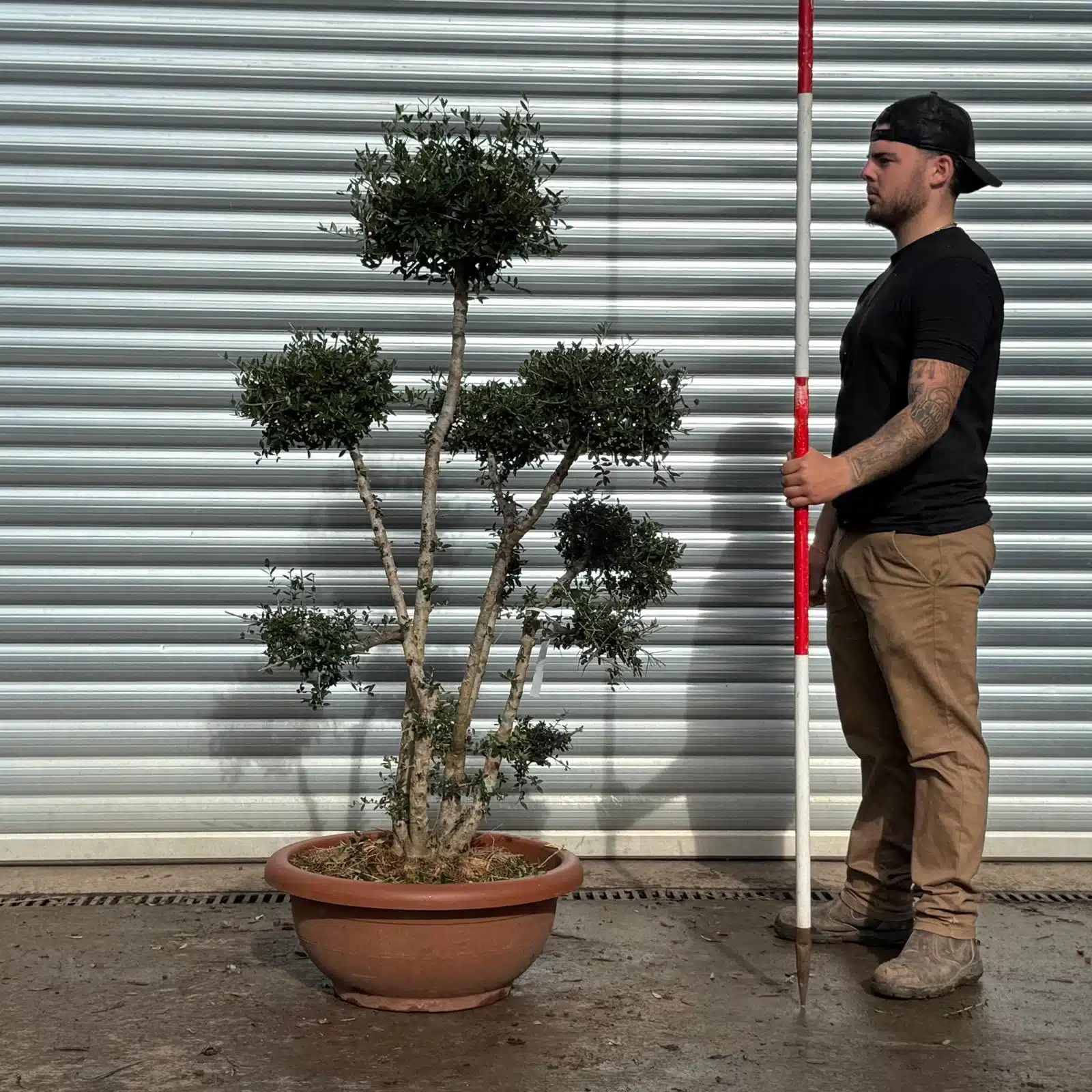 Olive Trees | Cloud Olive Trees | 22629 1 Olive Trees | Cloud Olive Trees | 22629