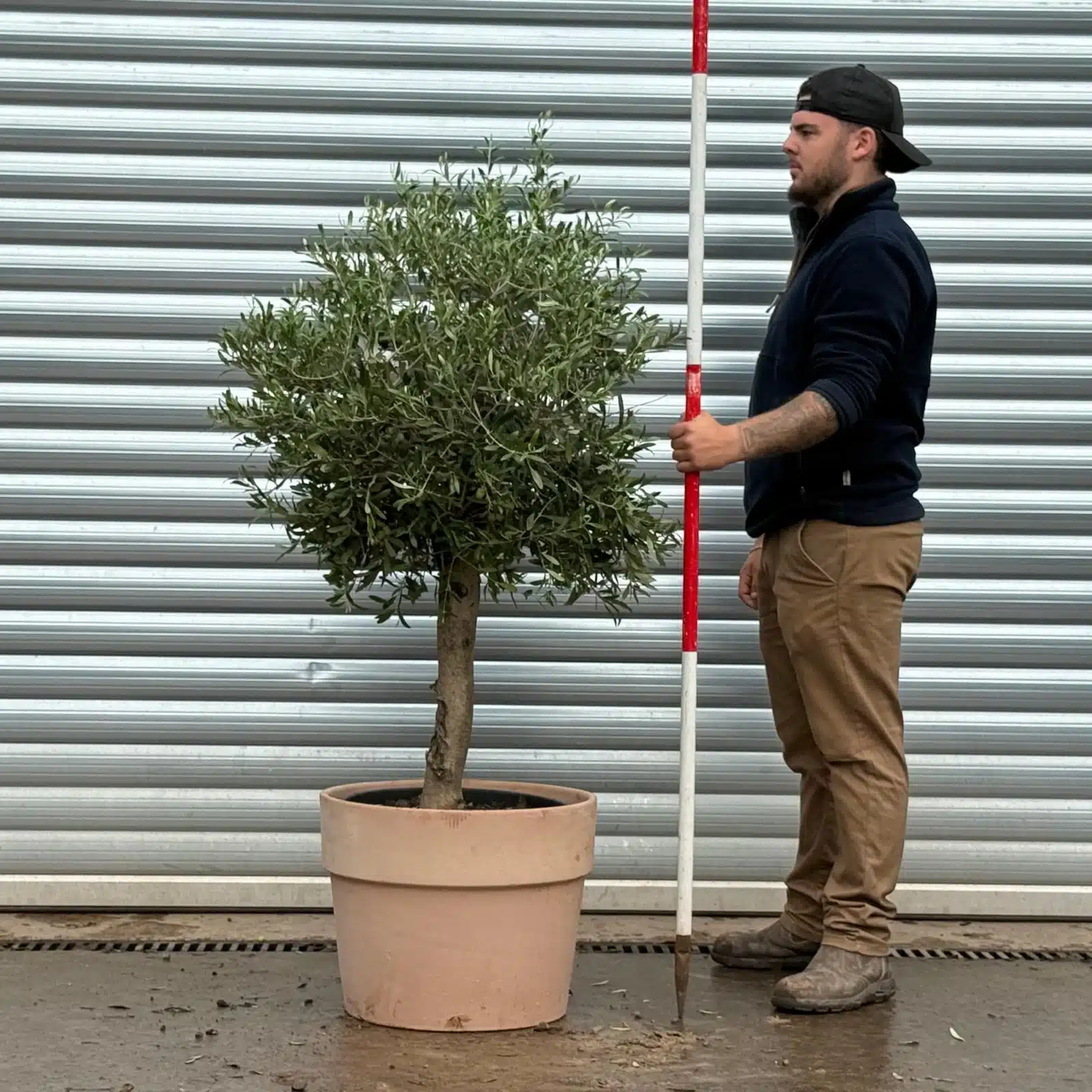 Olive Trees | Mature Olive Trees | 22666v 1 Olive Trees | Mature Olive Trees | 22666v