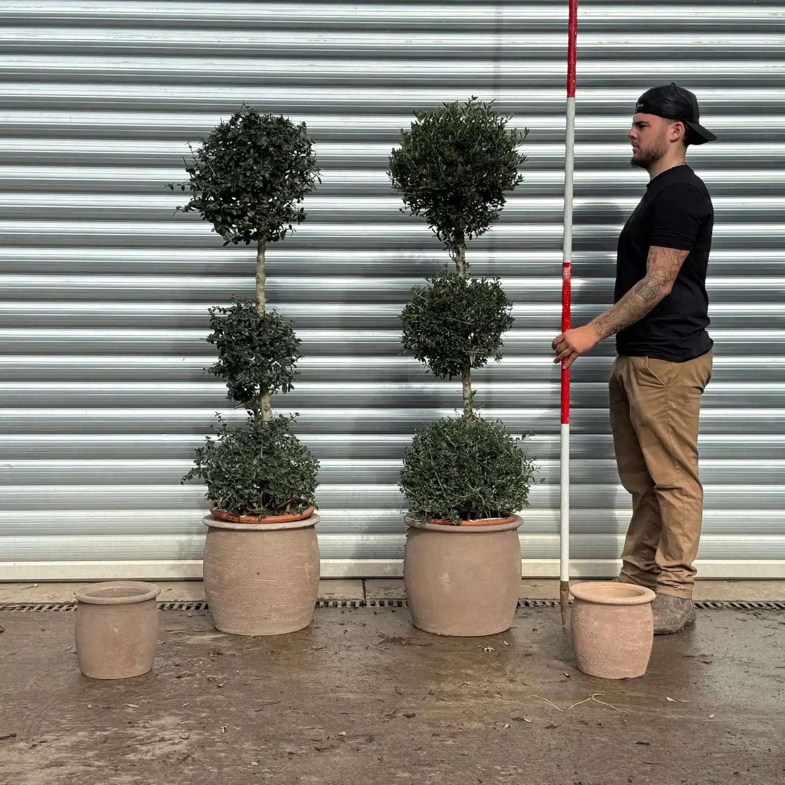 Olive Trees | Shaped Olive Trees | 22753 54 v 1 Olive Trees | Shaped Olive Trees | 22753 54 v