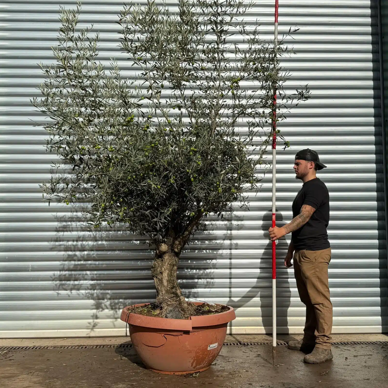 Olive Trees | Gnarly Olive Trees | 22755