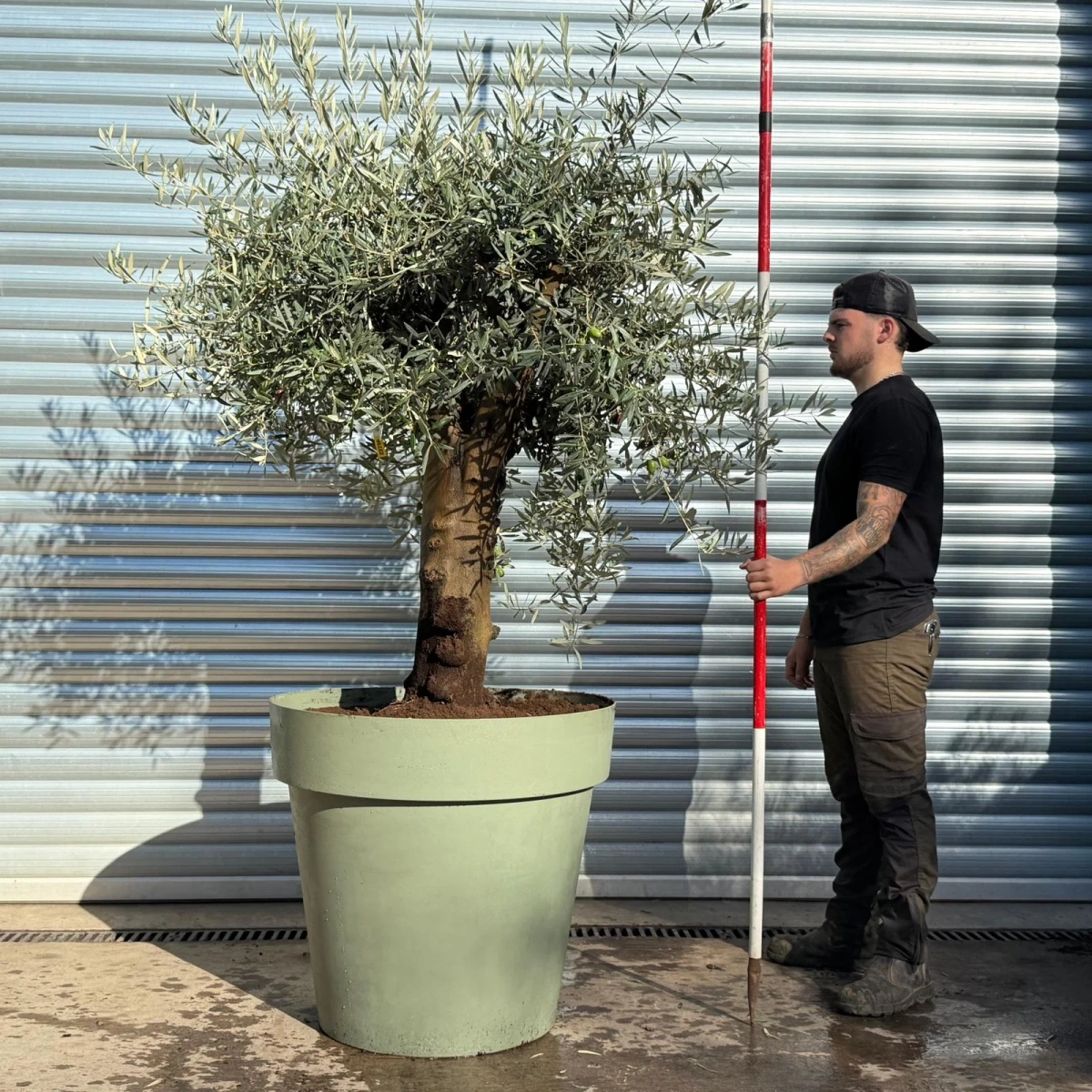 Olive Trees | Potted Olive Trees | 22756