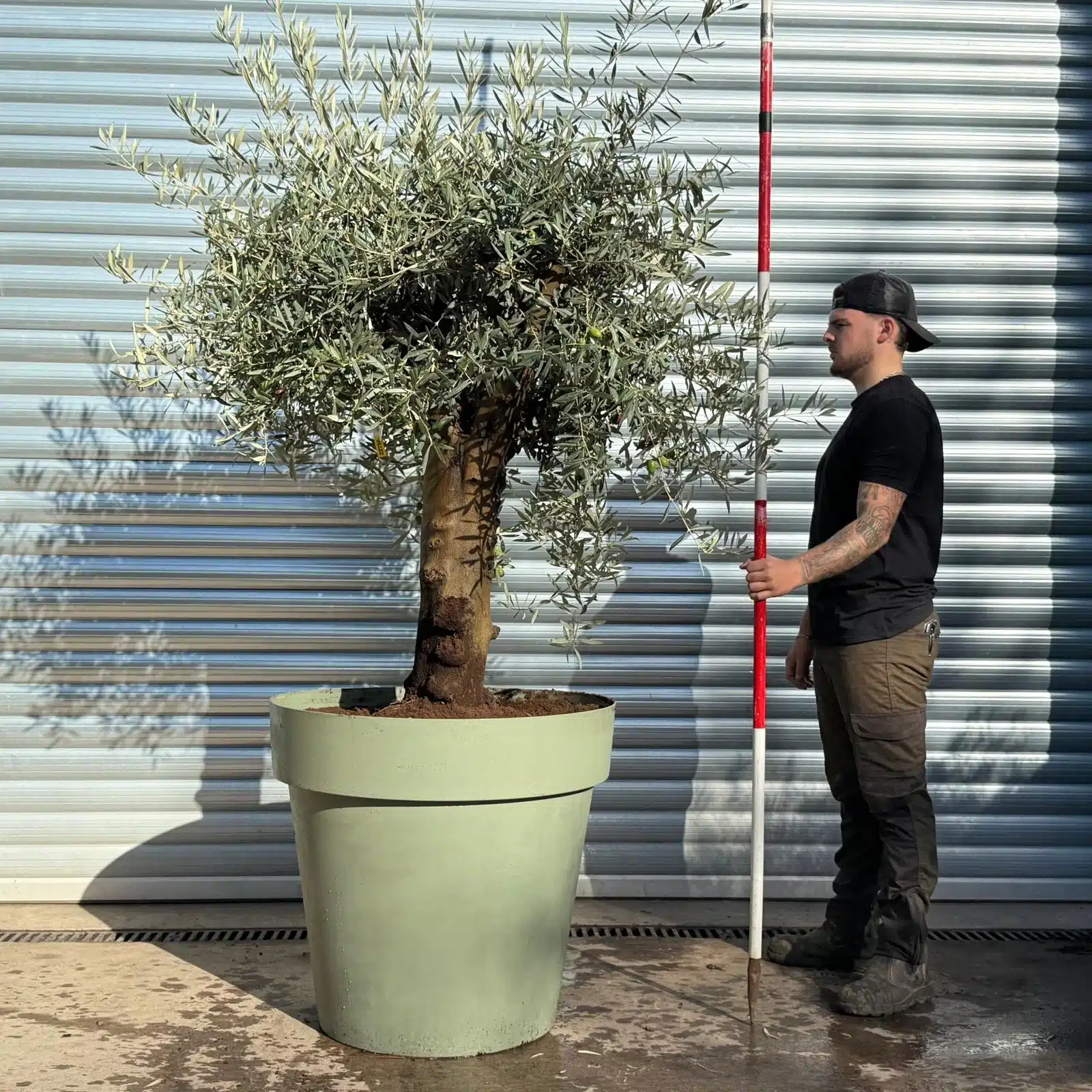 Olive Trees | Potted Olive Trees | 22756 1 Olive Trees | Potted Olive Trees | 22756