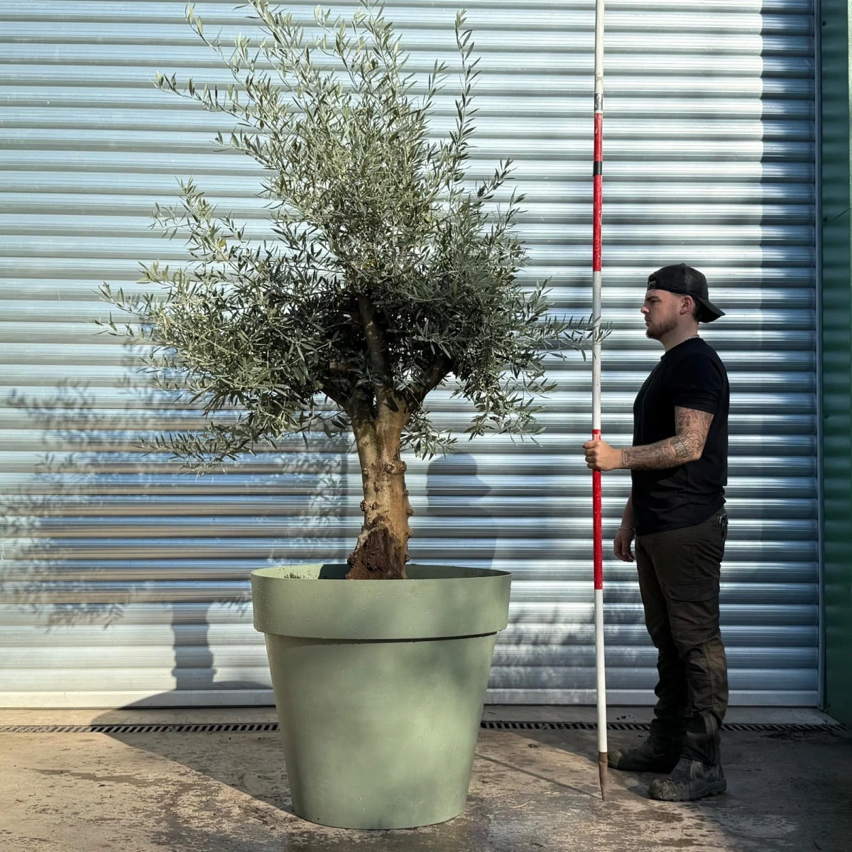 Olive Trees | Branched Potted Olive Trees | 22757