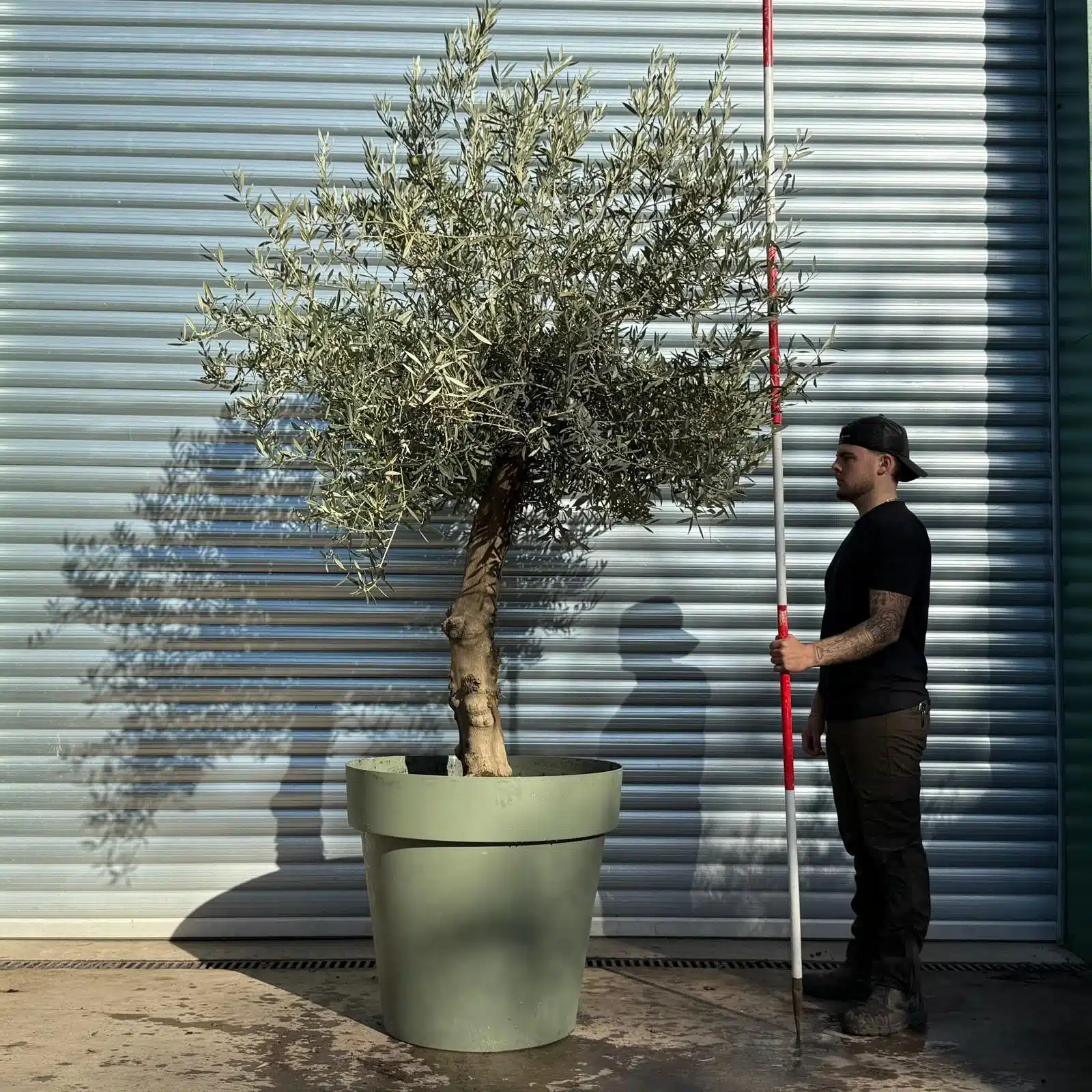 Olive Trees | Branched Potted Olive Trees | 22758 1 Olive Trees | Branched Potted Olive Trees | 22758