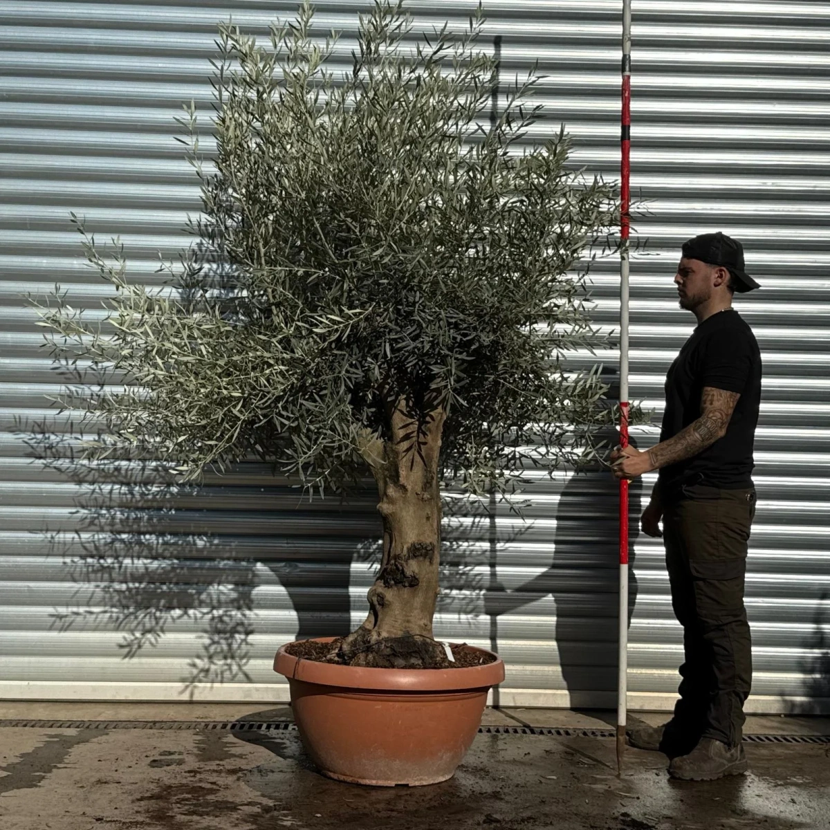 Olive Trees | Mature Olive Trees | Branched 22804