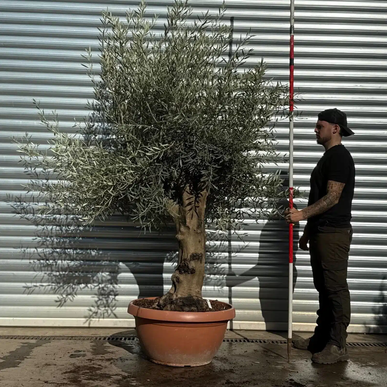 Olive Trees | Mature Olive Trees | Branched 22804 1 Olive Trees | Mature Olive Trees | Branched 22804