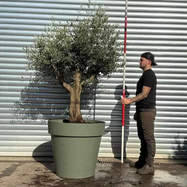 Olive Trees | Branched Potted Olive Trees | 22805