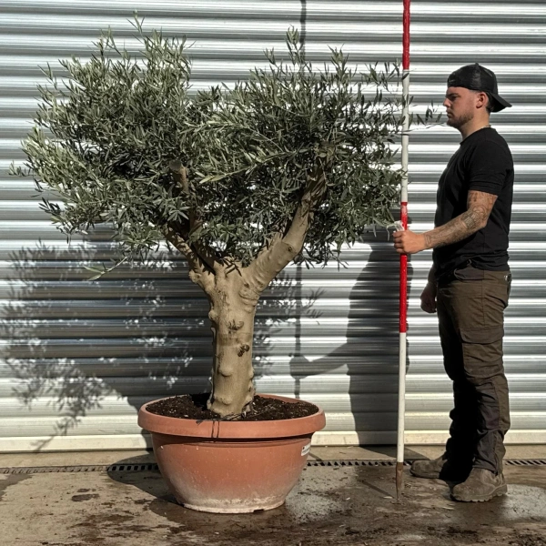 Olive Trees | Mature Olive Trees | Branched 22806