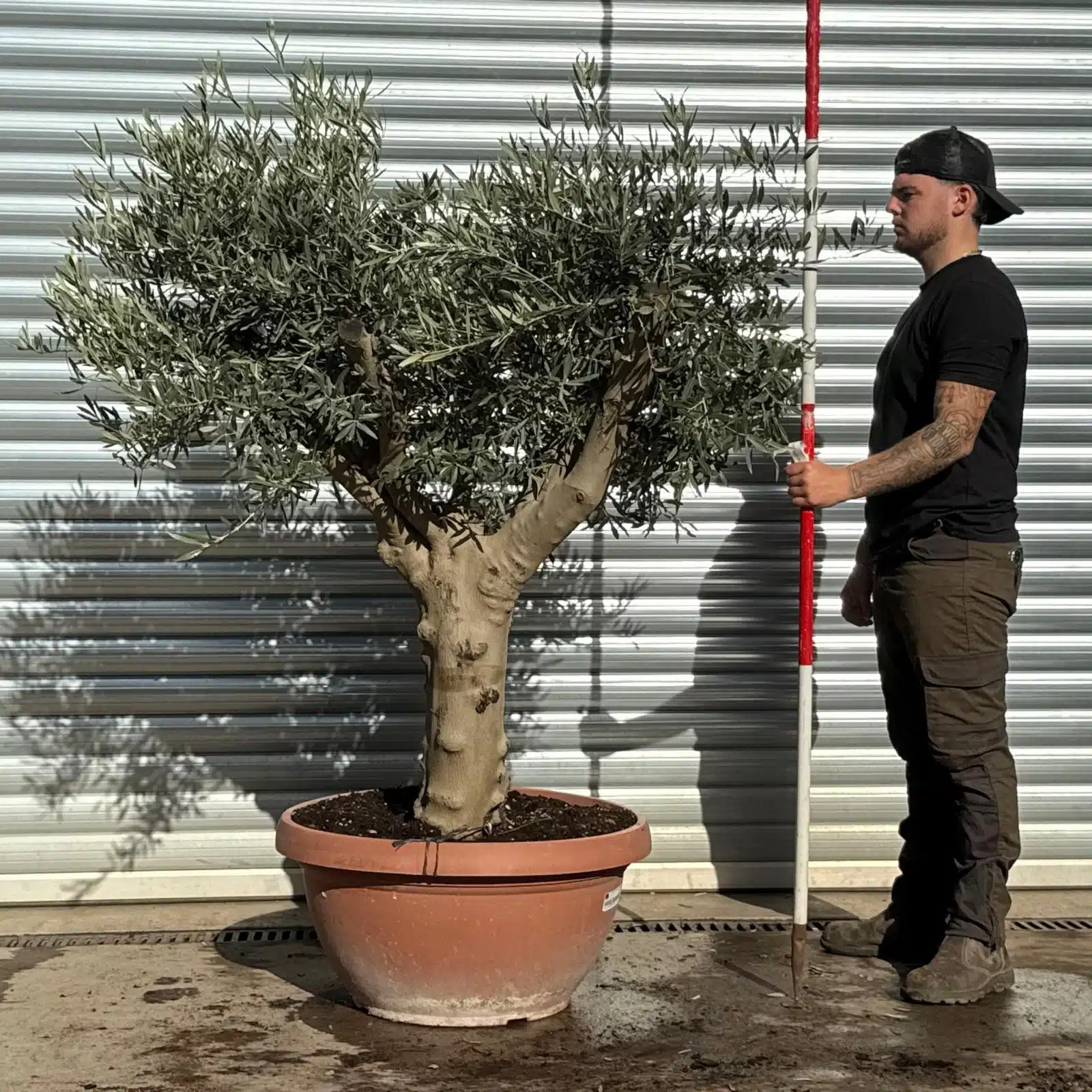 Olive Trees | Mature Olive Trees | Branched 22806 1 Olive Trees | Mature Olive Trees | Branched 22806