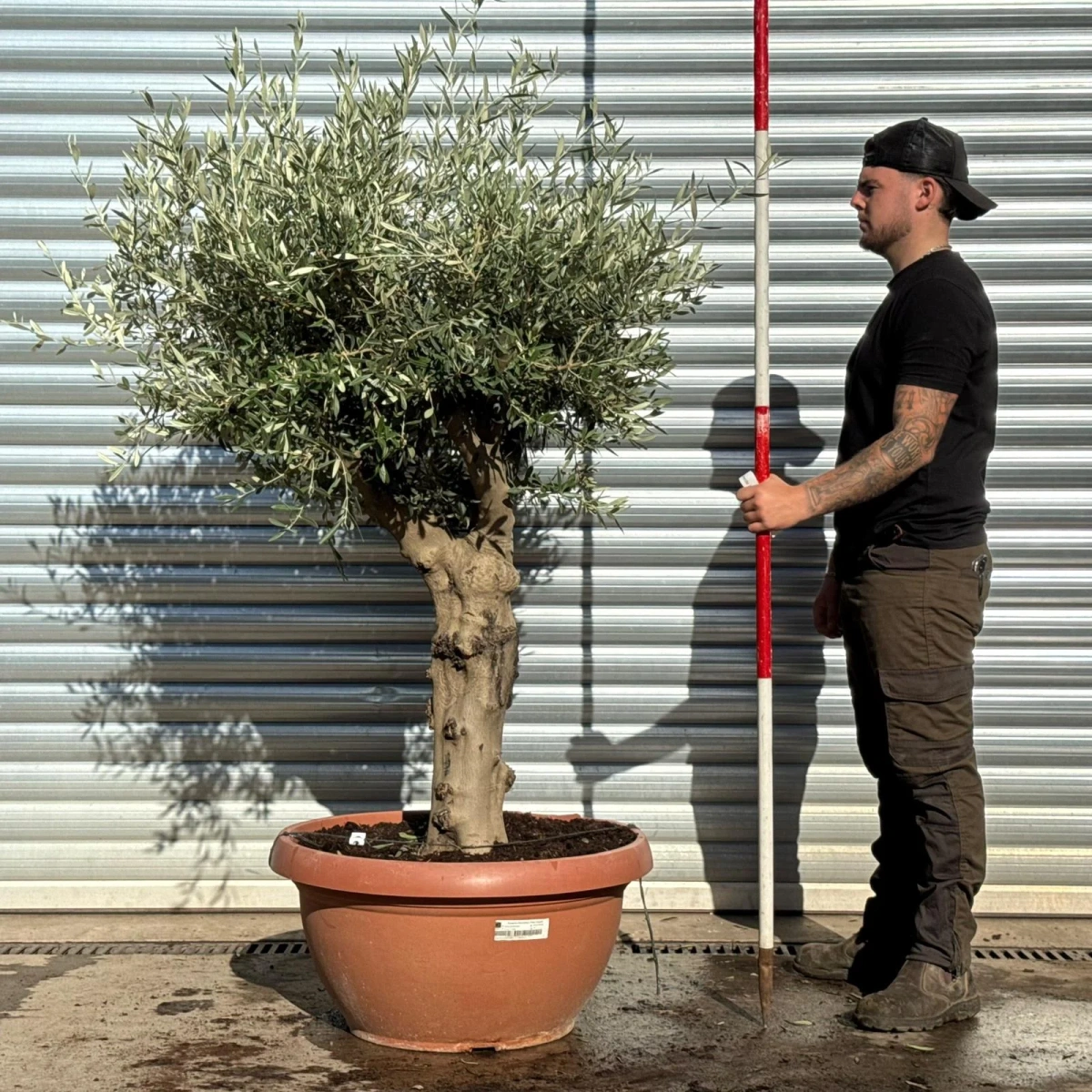 Olive Trees | Mature Olive Trees | 22807