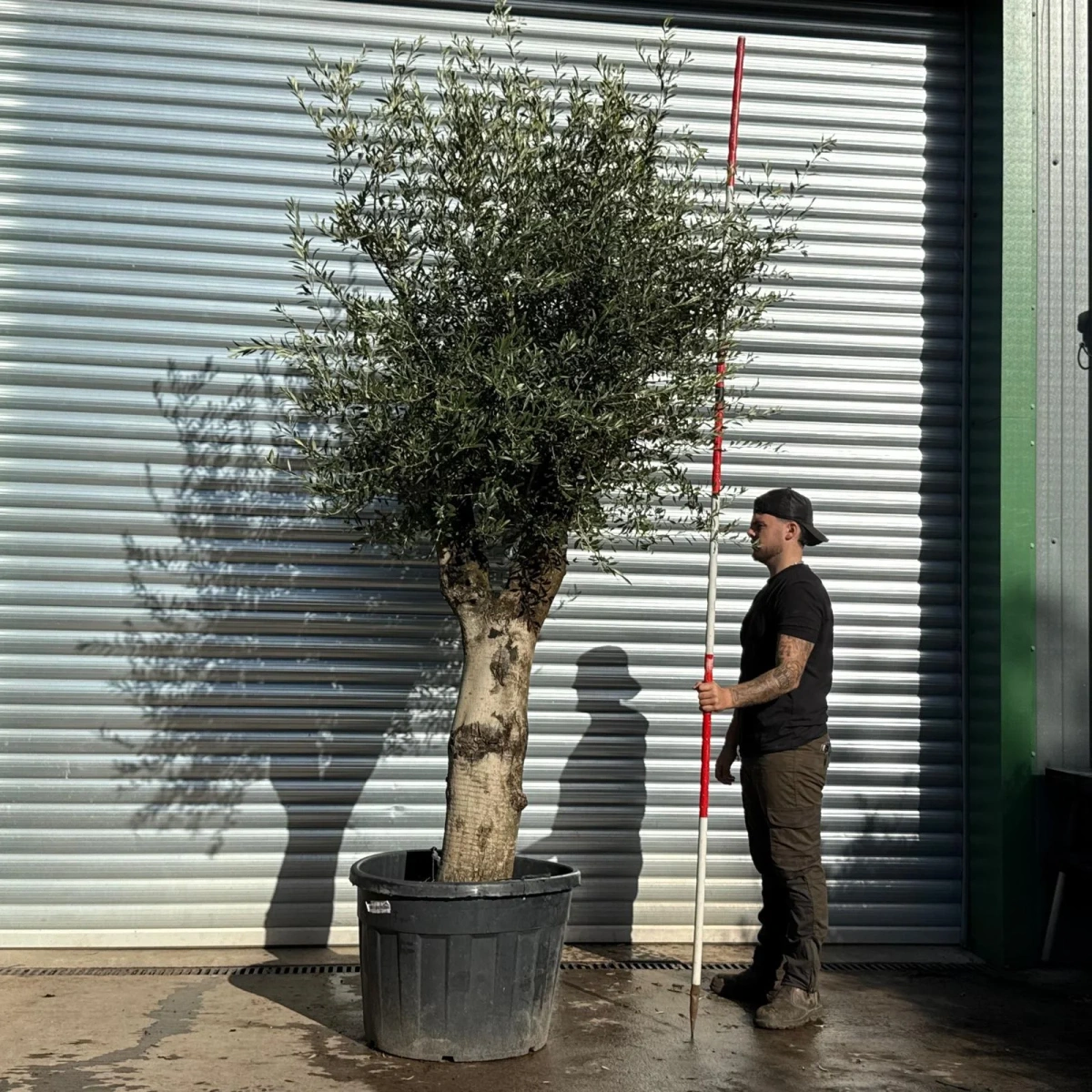 Olive Trees | Gnarly Olive Trees | 22808