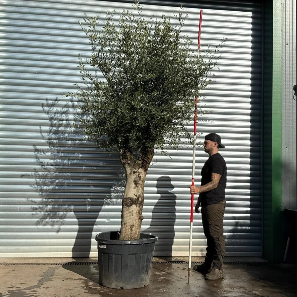 Olive Trees | Gnarly Olive Trees | 22808