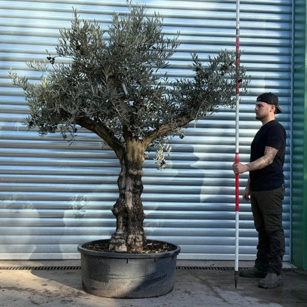 Olive Trees | Gnarly Olive Trees | Branched 22809