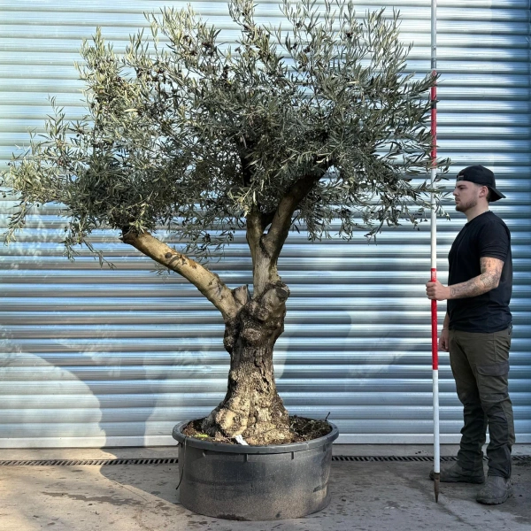 Olive Trees | Gnarly Olive Trees | Branched 22810