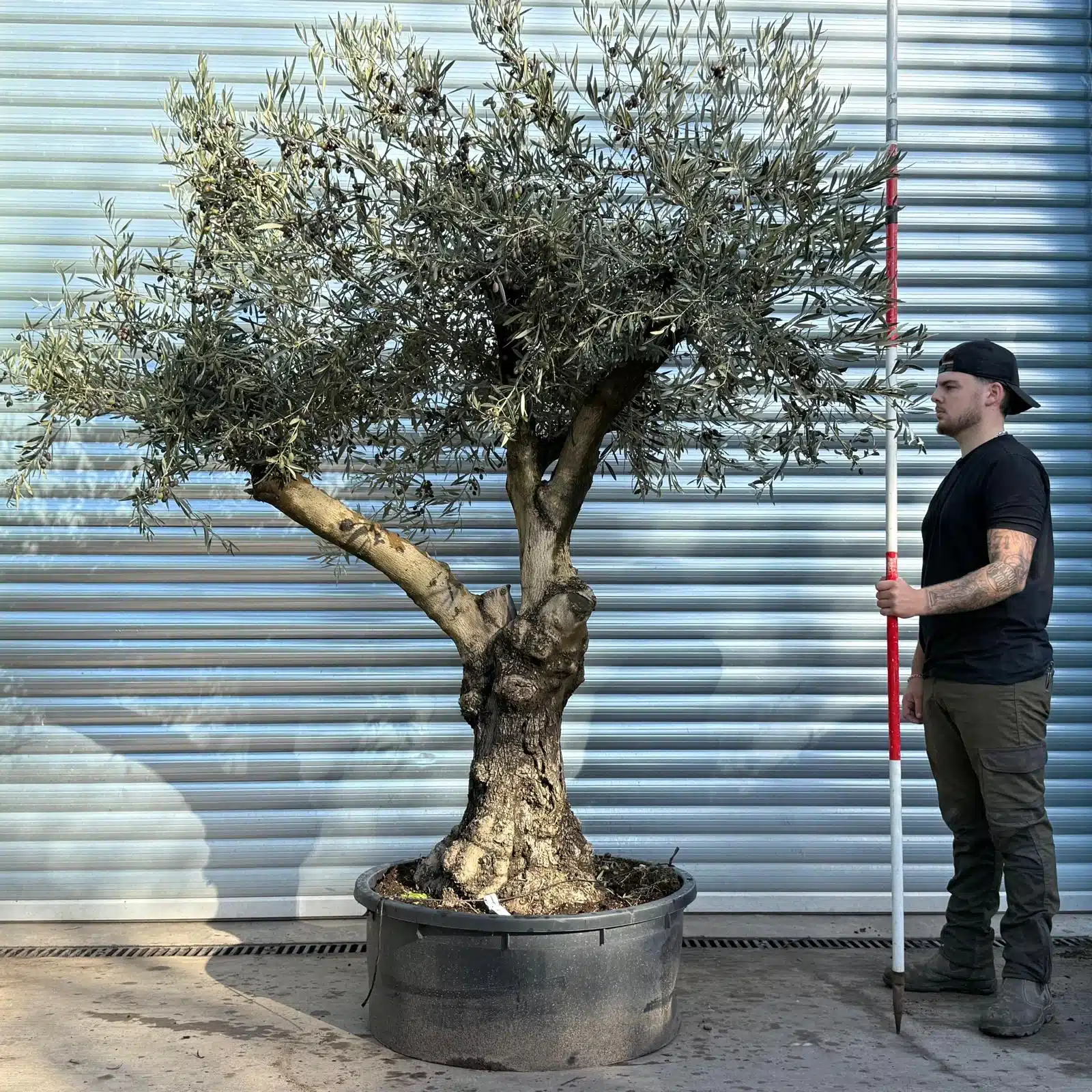 Olive Trees | Gnarly Olive Trees | Branched 22810 1 Olive Trees | Gnarly Olive Trees | Branched 22810